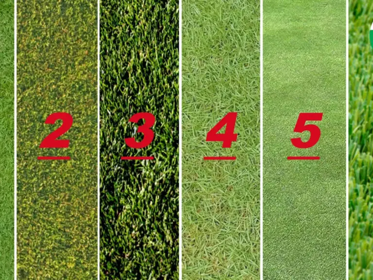 The Best Grass For Golf Greens: Types &Amp; Performance